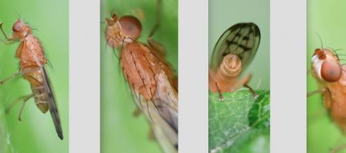 Opomyza florum